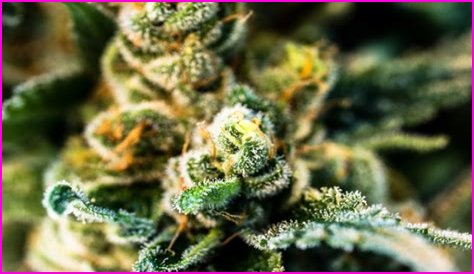 Redhead Sweets: A Comprehensive Guide To Delightful Treats